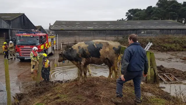 Cow after rescue