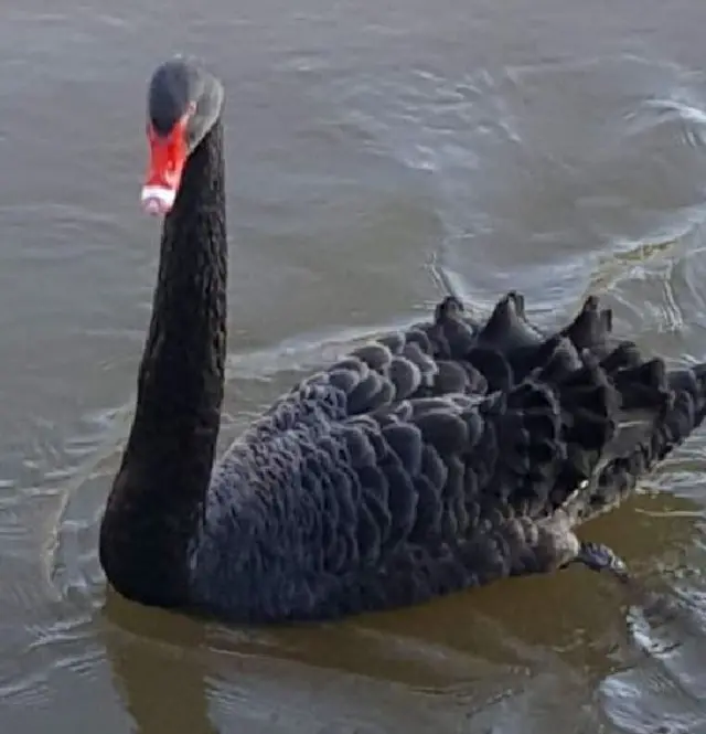 Black Swan