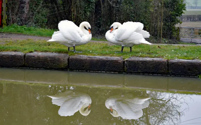 Swans