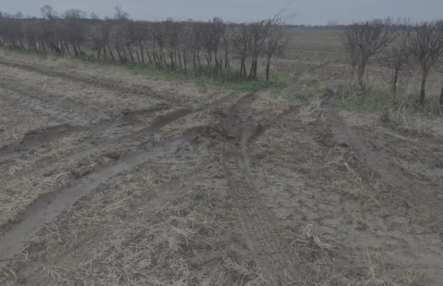 Tyre marks on farmer's field