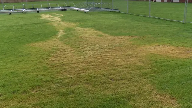 Damaged grass