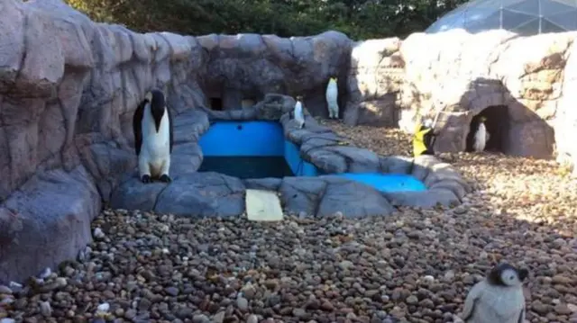 The empty penguin exhibit at the Exotic Zoo