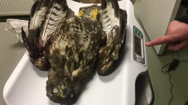 Dead buzzard