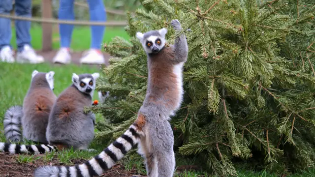 A lemur and a Christmas tree