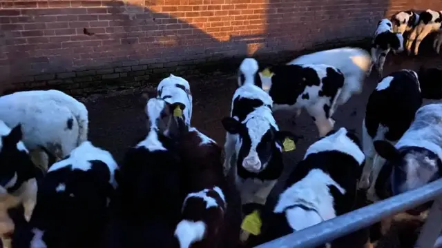 Some of the rescued calves