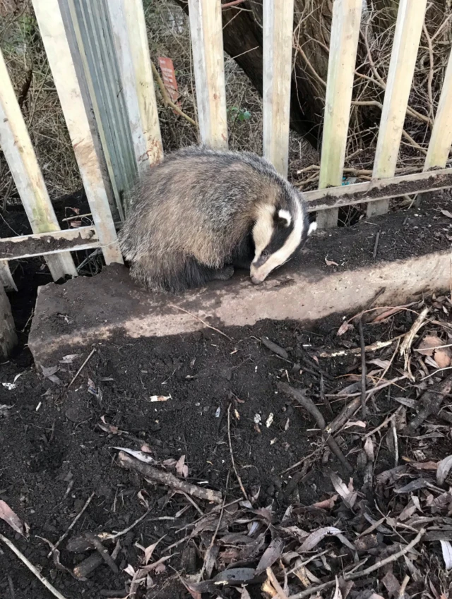 Badger in rope