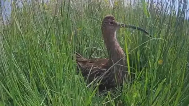 Curlew