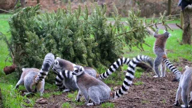 Lemurs and a Christmas tree