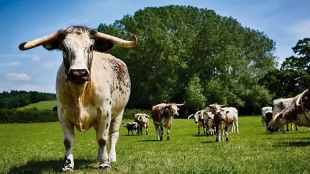 Longhorn cows