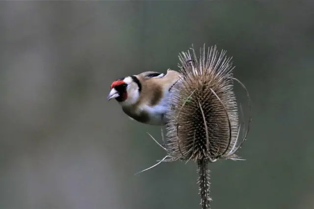 Goldfinch