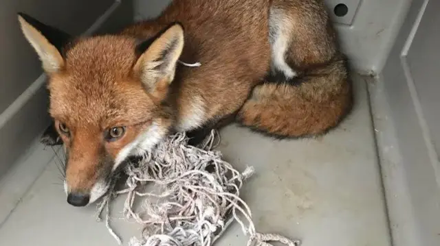 The rescued fox