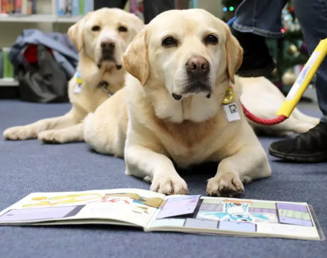 Two dogs in the library