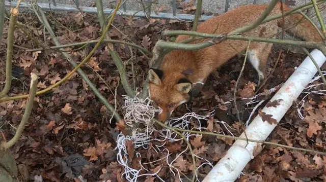 A trapped fox