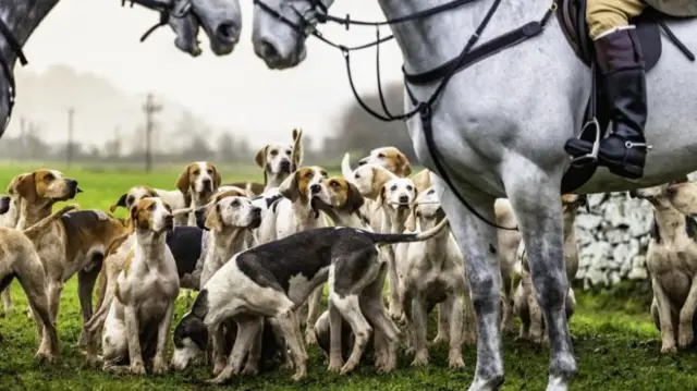 Hunting with hounds was banned in Scotland in 2002, but dogs can still be used to flush out foxes