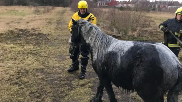 The horse and a firefighter