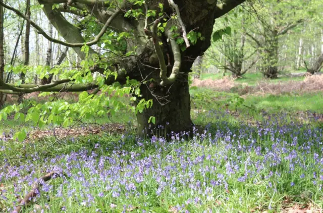 SMITHY WOOD