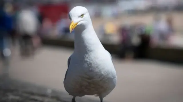 SEAGULL