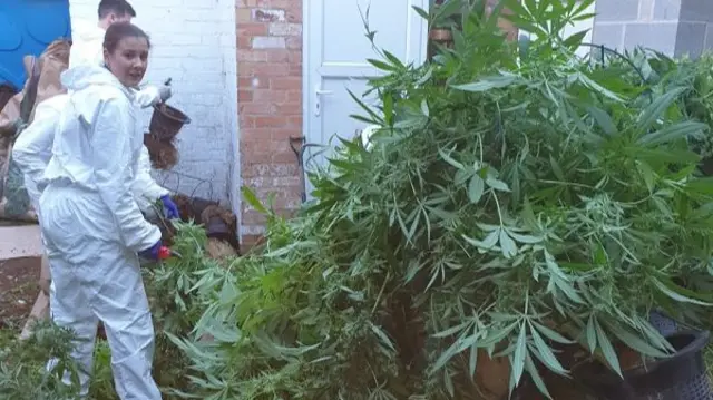 Police clearing cannabis plants