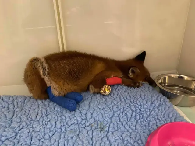 Biscuit the fox