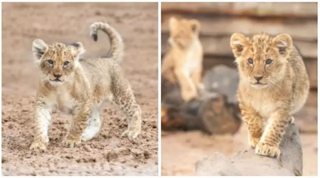 Baby lions