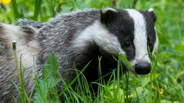 Badger