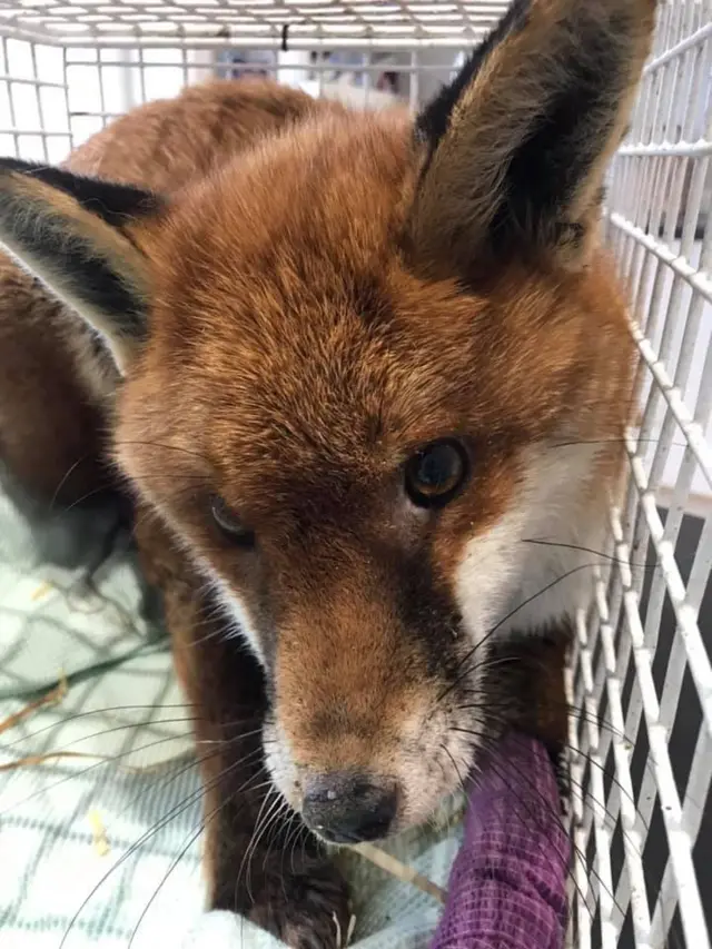 Biscuit the fox in a crate