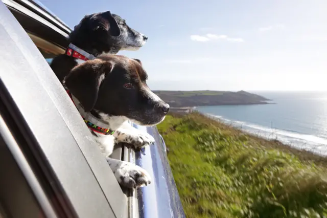 Dogs looking out car window