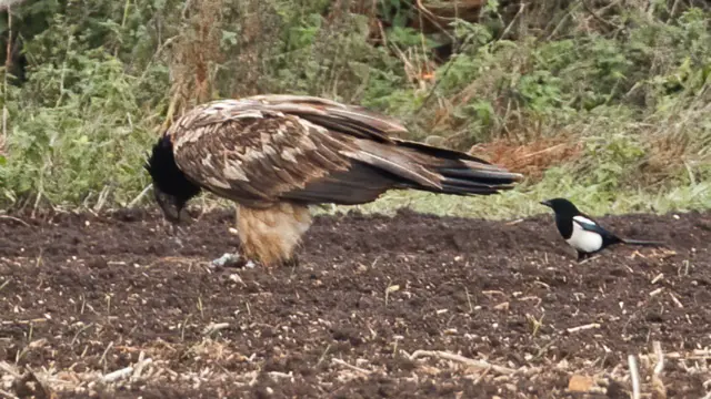 The vulture and a magpie