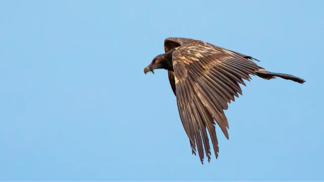 The vulture flying