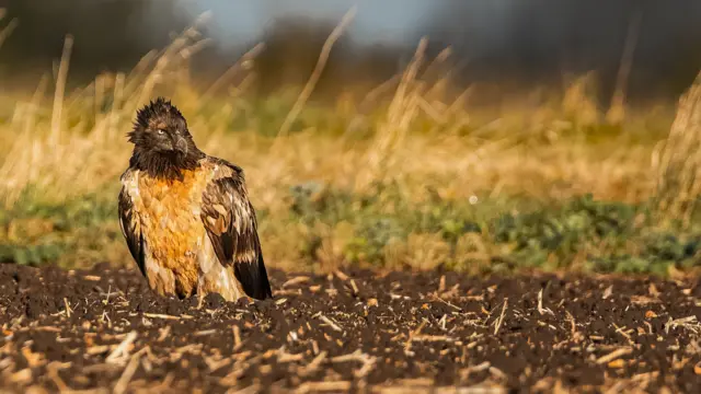 The vulture on the ground