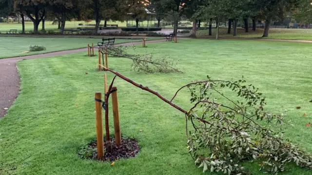 Vandalised trees