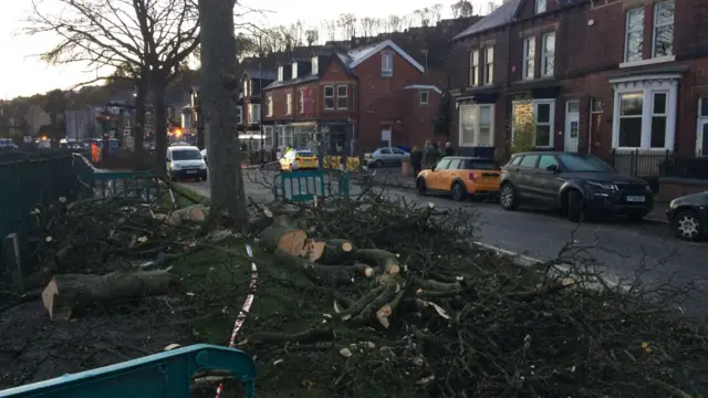 The trees being cut down