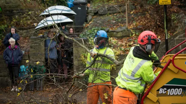 Trees being cut down