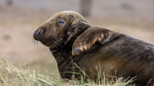 Seal at Donna Nook