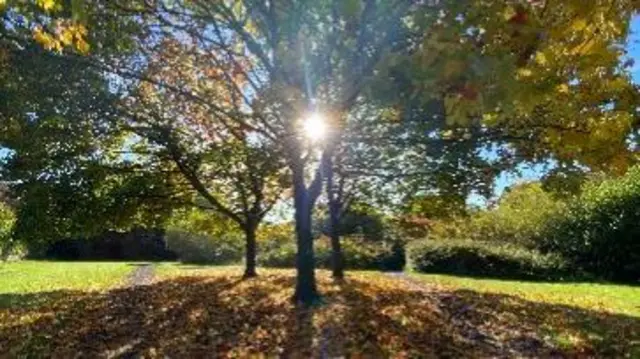 Telford tree