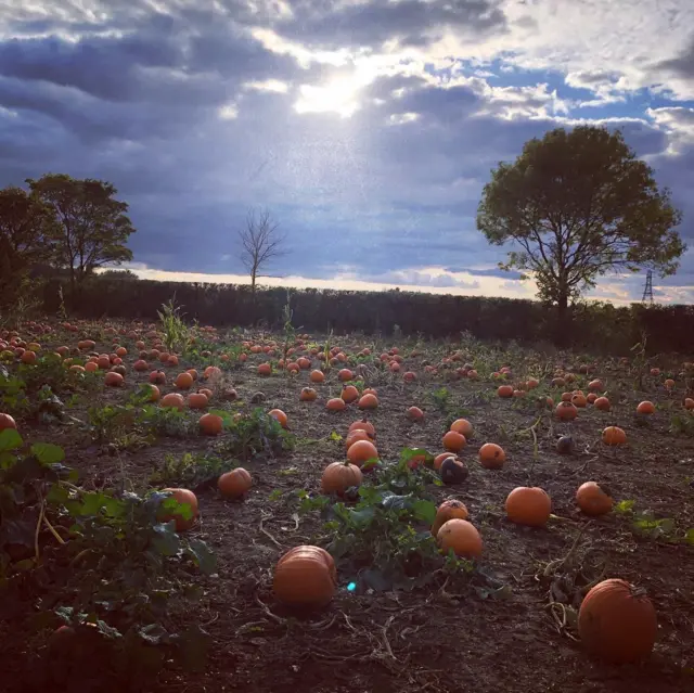 Pumpkins in Wymeswold