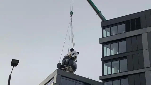 A panda in the air