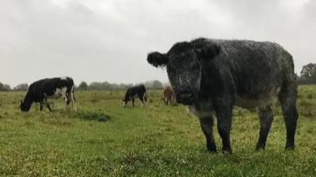 Redditch cows