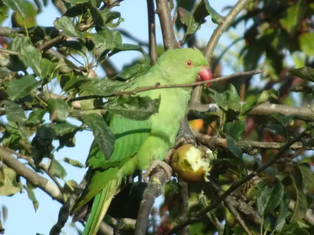 The bird in the tree