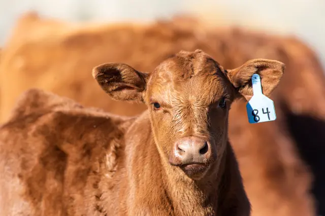 A red angus calf on a ranch near Livingston, Montana