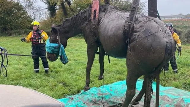 Horse being rescued