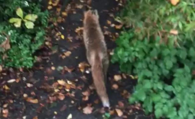 Rescued fox being released