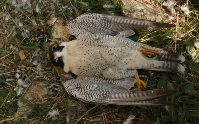 Deceased peregrine falcon