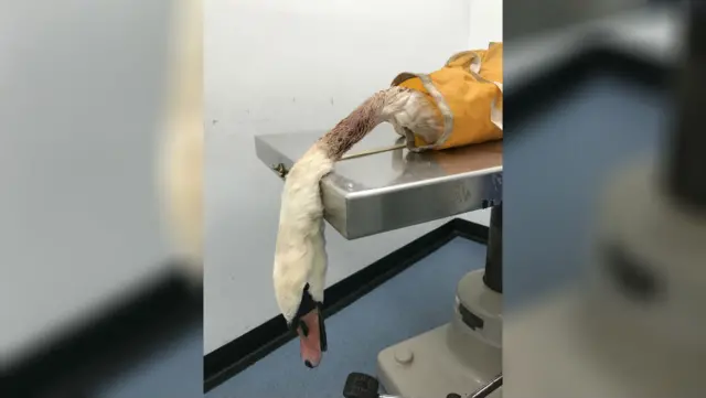 Injured swan