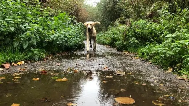 Binley Woods