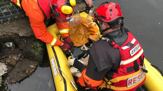 Swan being rescued