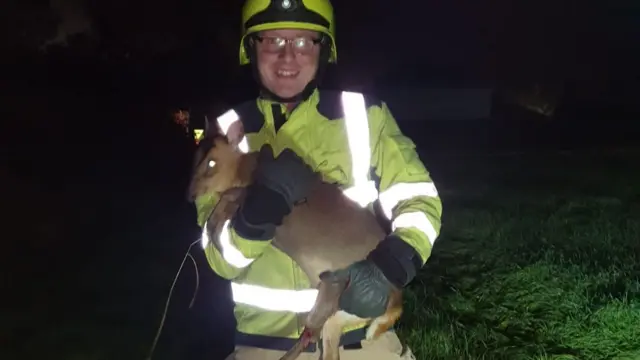 Muntaj deer rescue