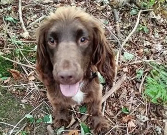 Charlie the sproker spaniel