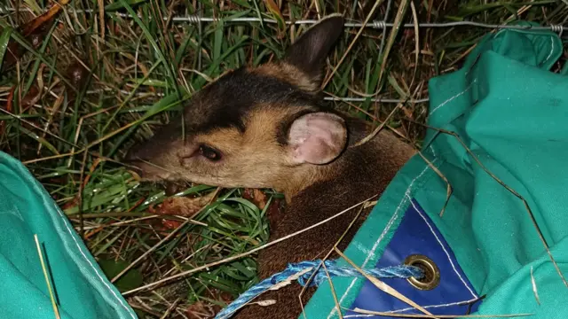 Muntjac deer