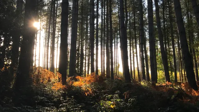 Sun in woodland in Ticknall